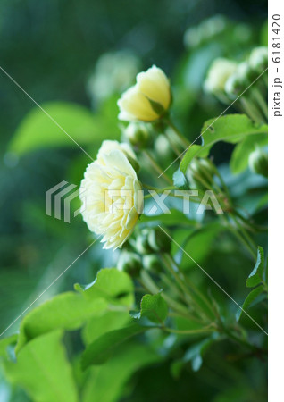木香薔薇モッコウバラ 良い香りです。 木香薔薇モッコウバラ 良い香りです。 6181420