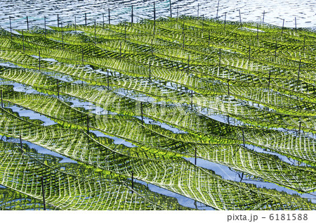 海苔養殖 6181588