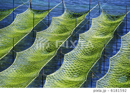 海苔養殖の風景 伊勢志摩の風景 海苔養殖の風景 伊勢志摩の風景 6181592