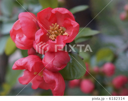 ２　ボケ　花 6182314