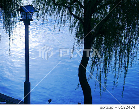 川縁の柳と街燈 6182474