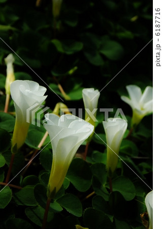 芙蓉カタバミ（花びらのほころびはじめた） 6187716