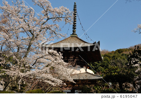 根来寺の桜 根来寺の桜 6195047
