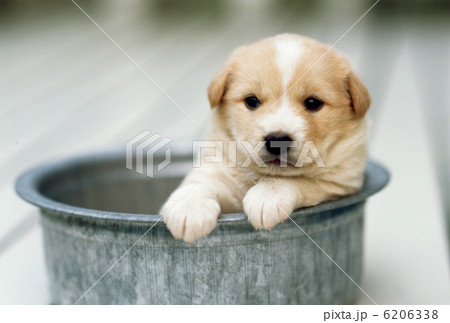 仲良し二匹の仔犬 6206338