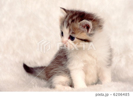 白ウサギと仲良し仔猫 6206485