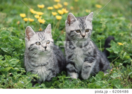 二匹の仲良し仔猫 6206486