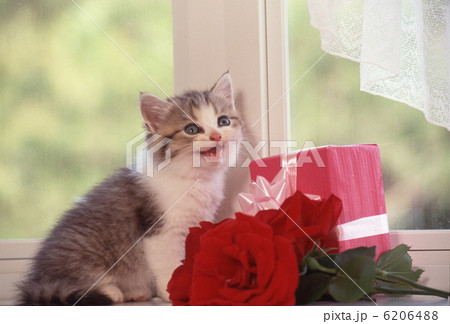 かわいい仔猫 かわいい仔猫 6206488