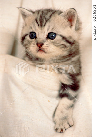 二匹の仲良し仔猫 6206501