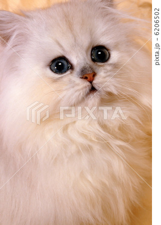 かわいい仔猫 6206502