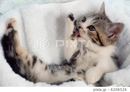 かわいい仔猫 かわいい仔猫 6206526