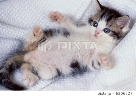 お庭で散歩する猫 お庭で散歩する猫 6206527