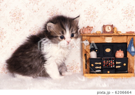 仔猫とひよこのピクニック 仔猫とひよこのピクニック 6206664