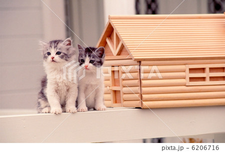かわいい仔猫 かわいい仔猫 6206716