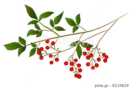 南天のイラスト素材 南天のイラスト素材