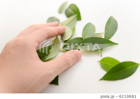 木の葉と手 6210681