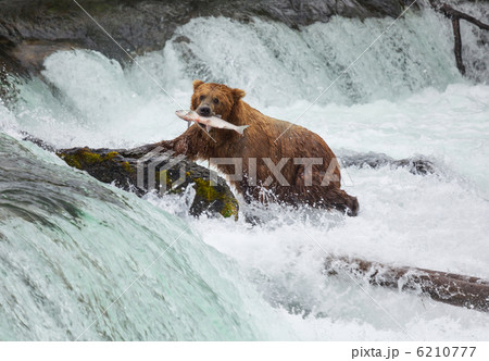 Bear on Alaska Bear on Alaska 6210777