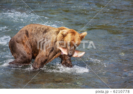 Bear on Alaska Bear on Alaska 6210778