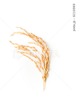 稲穂 6210969