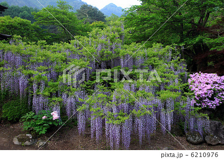 塩田平・前山寺の藤の花 6210976