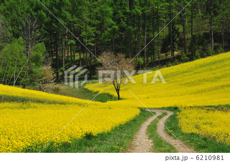 中山高原の菜の花畑と桜の木と道 6210981
