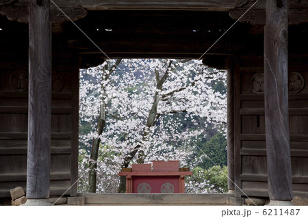 お寺のさくら 6211487