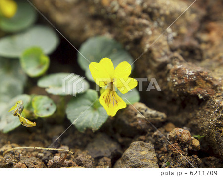 ヤツガタケキスミレ 6211709