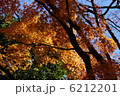 紅葉 6212201