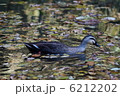 水辺の鳥 6212202