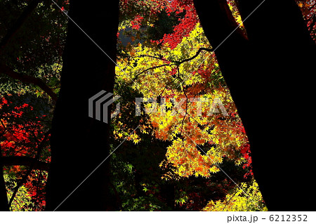 木の幹のシルエットとモミジの葉 6212352