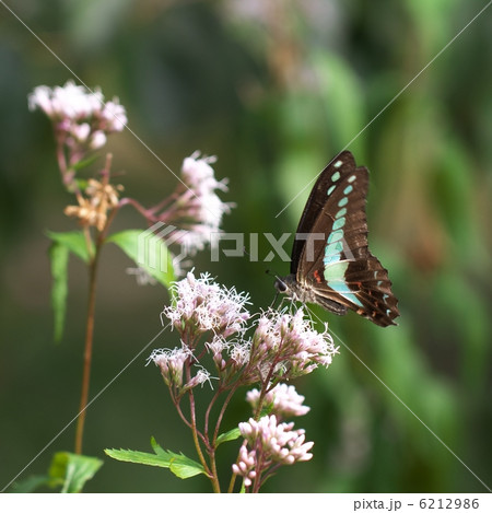 アオスジアゲハ 6212986