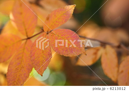 メグスリノキの紅葉 6213012