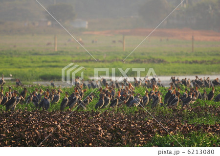 オオハゲコウ 6213080