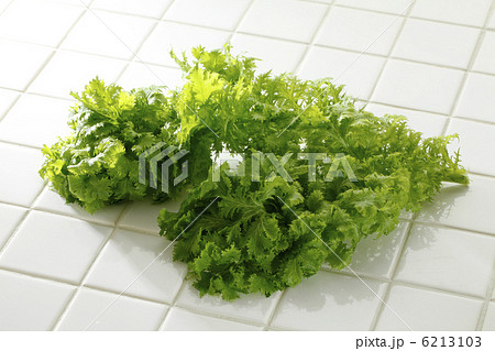 からし菜 6213103