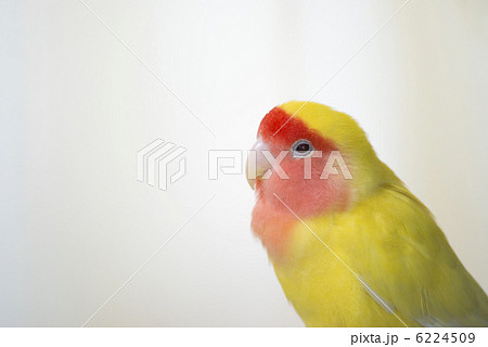 コザクラインコ 6224509