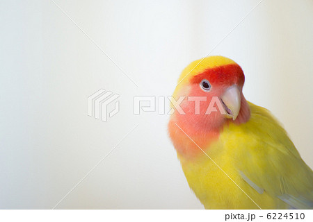 コザクラインコ 6224510