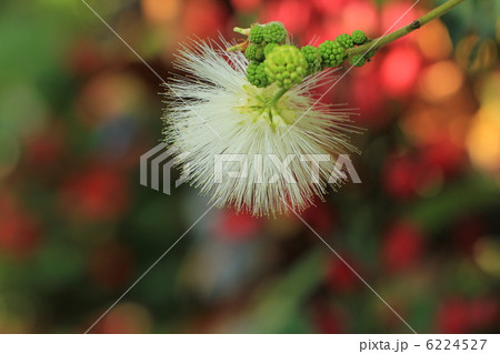 カリアンドラ カリアンドラ 6224527