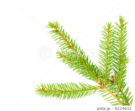 Fir Tree Branch Fir Tree Branch 6224632