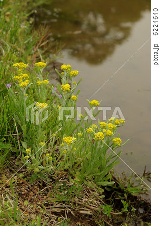 ハハコグサ 6224640