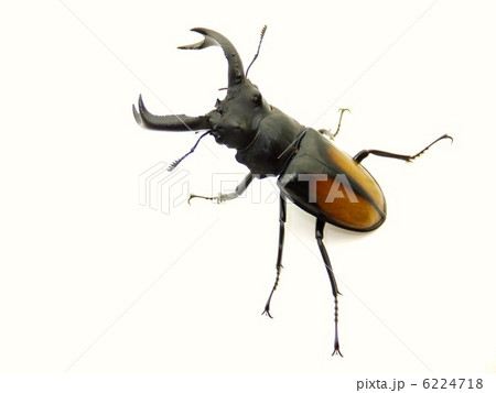 セアカフタマタクワガタ 白バック セアカフタマタクワガタ 白バック 6224718