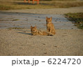 仔猫の兄弟 6224720