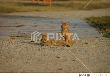 仔猫の兄弟 6224720