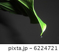 葉の滴 6224721