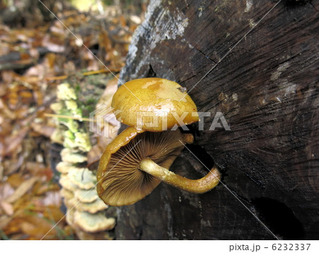 ヌメリスギタケ 6232337