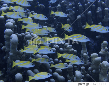 石垣島/ヨスジフエダイ 石垣島/ヨスジフエダイ 6233226