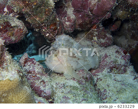 石垣島/ハダカハオコゼ 石垣島/ハダカハオコゼ 6233229