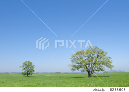 ハルニレの木(親子) ハルニレの木(親子) 6233603