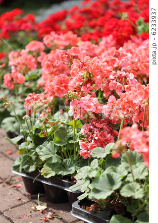Pelargonium 6233937