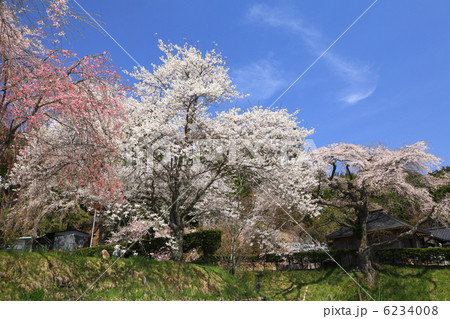 観音堂の桜 6234008