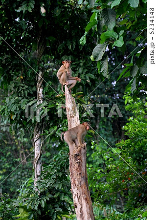 Pig-tailed Macaque(ブタオザル) Pig-tailed Macaque(ブタオザル) 6234148