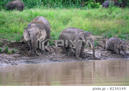 ボルネオゾウ 6234149